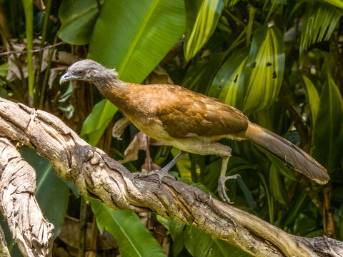 Grey-headed Chachalaca
Ortalis cinereiceps