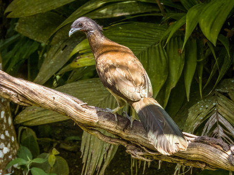 Grey-headed Chachalaca
Ortalis cinereiceps