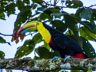 Keel-billed Toucan Ramphastos sulfuratus in Costa Rica