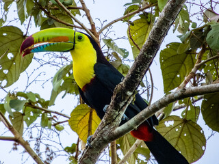 Keel-billed Toucan Ramphastos sulfuratus in Costa Rica