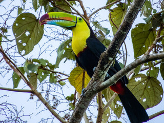 Keel-billed Toucan Ramphastos sulfuratus in Costa Rica