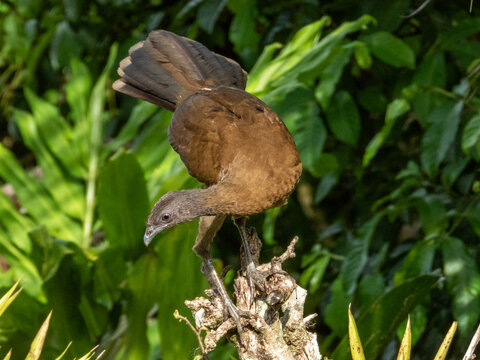 Grey-headed Chachalaca
Ortalis cinereiceps