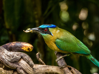Lesson's Motmot Momotus lessonii in Costa Rica
