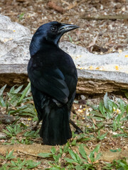 Melodious Blackbird Dives dives in Costa Rica