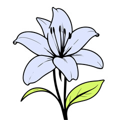Lily vector design illustration of flowers