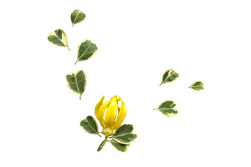 yellow flowers ylang ylang local flora arrangement flat lay postcard style 