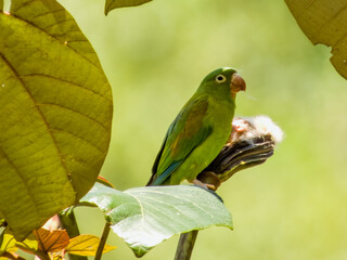 Orange-chinned Parakeet Brotogeris jugularis in Costa Rica