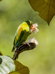 Orange-chinned Parakeet Brotogeris jugularis in Costa Rica