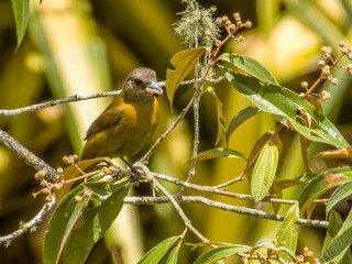 Scarlet-rumped Tanager Ramphocelus passerinii in Costa Rica