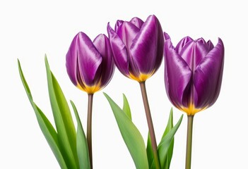 three purple tulips with green leaves on a white background
