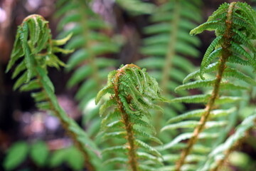 dryopteris オシダ シダ