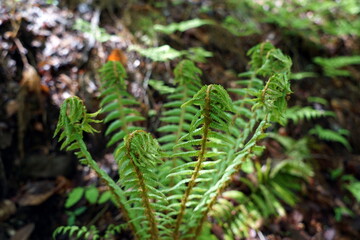 dryopteris オシダ シダ