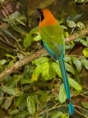 Rufous Motmot Baryphthengus martii iin Costa Rica