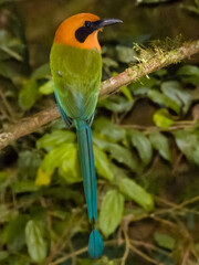 Rufous Motmot Baryphthengus martii iin Costa Rica