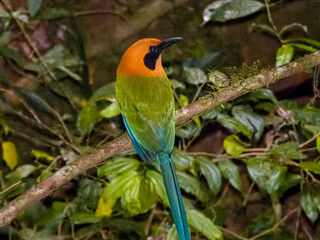 Rufous Motmot Baryphthengus martii iin Costa Rica