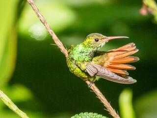 Rufous-tailed Hummingbird Amazilia tzacatl in Costa Rica