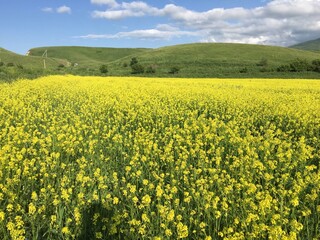 Obraz premium field of yellow flowers