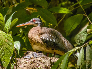 Sunbittern Eurypyga helias in Costa Rica