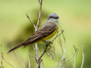 Tropical Kingbird Tyrannus melancholicus in Costa Rica