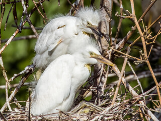 Western Cattle Egret Bubulcus ibis in Costa Rica