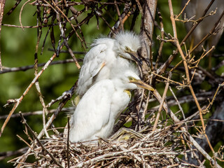 Western Cattle Egret Bubulcus ibis in Costa Rica