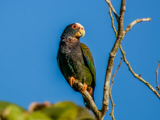 White-crowned Parrot Pionus senilis in Costa Rica