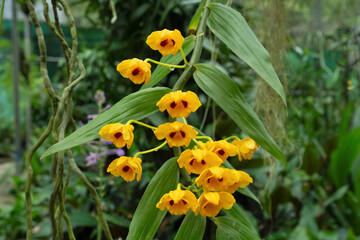 Dendrobium chrysanthum, Yellow Wild Orchid, , Kaziranga National Park, Assam, Northeast India