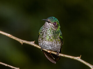 White-necked Jacobin Florisuga mellivora in Costa Rica