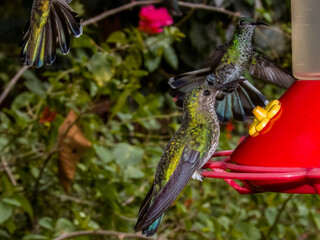 White-necked Jacobin Florisuga mellivora in Costa Rica
