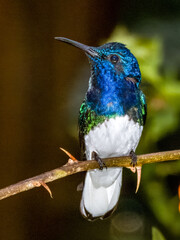 White-necked Jacobin Florisuga mellivora in Costa Rica
