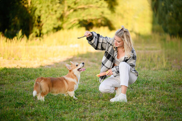 Welsh Corgi dog plays with his owner and his favorite toy and stick, trying to grab toy for...