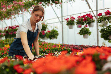 Focused gardener tending to flower beds