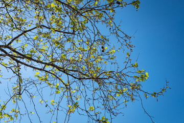 plane tree branches and leaves, blue sky background,