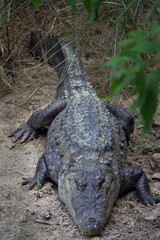 The mugger or marsh crocodile (Crocodylus palustris) at the sandy bank of a river in Chitwan National park