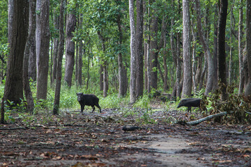 Wild boars on the forest path in the deciduous forest of Chitwan National park