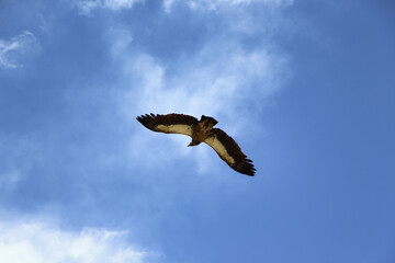 Low angle view of a Asian golden eagle flying in the clear blue sky