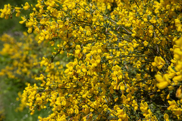 Obraz premium Macro Blooming Caragana Chiliga shrub in the forest in spring in the vicinity of Bad-Sooden-Allendorf, Germany. High quality photo