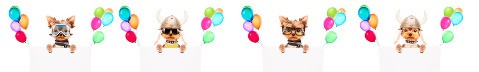 Funny cute dog with Holiday banner and colorful balloons