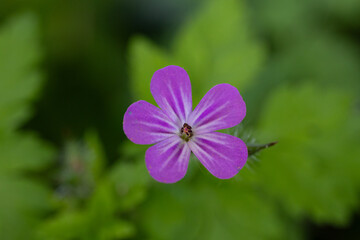 Fototapeta premium Blume