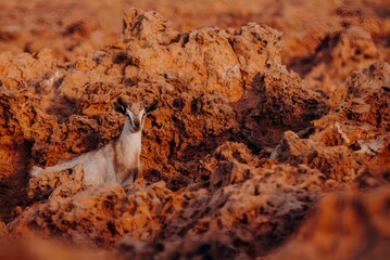 Wild Goat Standing on Red Rocky Cliff by Ocean Western Australia Outback Station Kimberley Desert