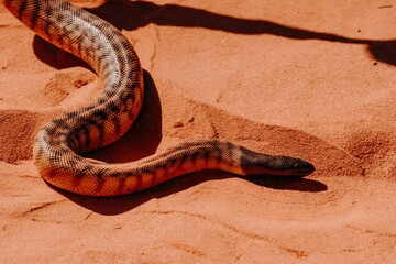 Brown and Black Snake on Red Sandy Ground Western Australia Outback Desert Kimberley