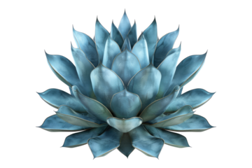 Blue agave plant isolated on white back ground