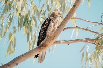 Hawk Eagle Bird Perched on Top of Tree Branch Western Australia Outback Kimberley 