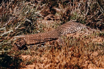 Racehorse Goanna Lizard Resting in Grass Western Australia Kimberley Outback Desert Wildlife Native Bush