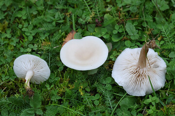 Clitocybe agrestis, commonly known as meadow funnel, wild mushroom from Finland