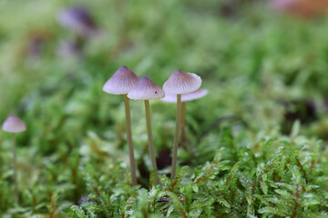 Mycena aurantiomarginata, known as golden edge bonnet, wild mushroom from Finland