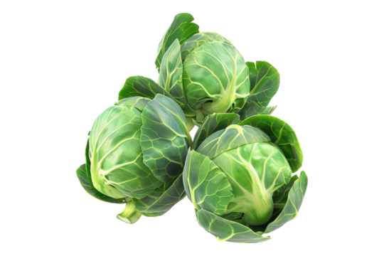 Brussels sprouts isolated on white back ground