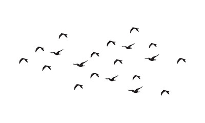 Flying Birds Vector And Illustration. 