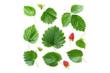 Collection of strawberry leaves isolated on white back ground