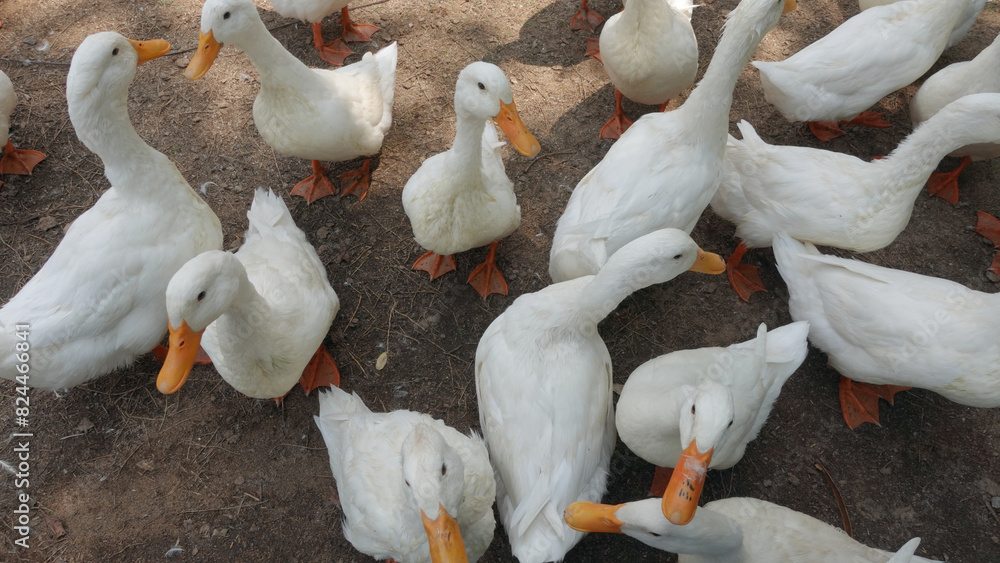 Wall mural group of ducks in a farm